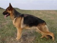 Karma Starobrestove�ka