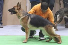 Pandora Beauty of The Beast