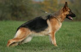 Fay Beauty of the Beast