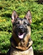 Flora Beauty of the Beast