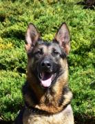 Flora Beauty of the Beast