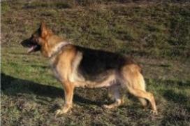 Runa Crveni Mayestoso