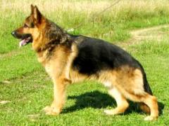 Quinto vom Schloss Runding