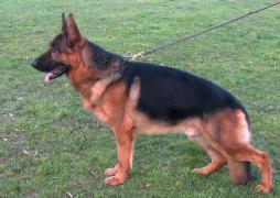 Nicco v. Kleinen Holzen