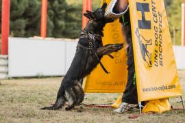 Gero z Berounske Basty