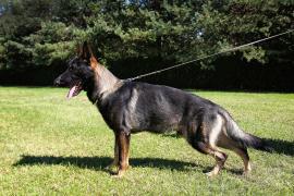 Hayco vom Haus Westland