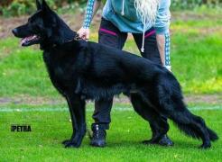 Jazz von der Mooreiche