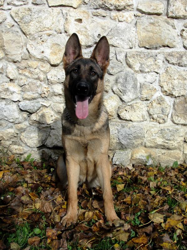 Gamma Beauty of the Beast