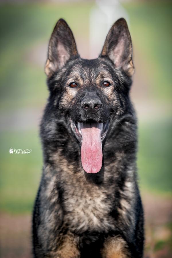 Hagrid Beauty of the Beast